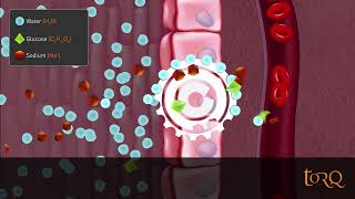 TORQ Hydration Passive amp Facilitated Transport Explained v1 [upl. by Elenahc]