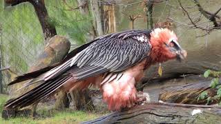 Bearded Vulture [upl. by Arinayed]