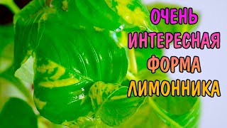 НОМАФИЛА ВАРИЕГАТНАЯ  nomaphila sp variegatus [upl. by Attenaz]