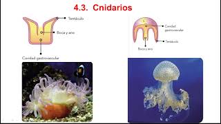 Cnidarios y platelmintos 1º ESO [upl. by Bess]