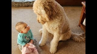 Incredible Moments Dogs Teach Babies  Dog and baby are best friend to grow up together [upl. by Yelena219]