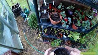 My cyclamen have been attacked by vine weevil [upl. by Neelasor]