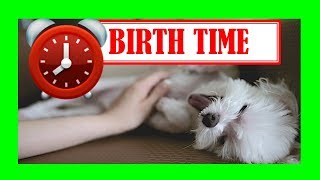 ▶ How Long Does it Take a DOG to Have PUPPIES 🕓 Discover How Long are Dogs in Labor 🕓 [upl. by Nelsen961]