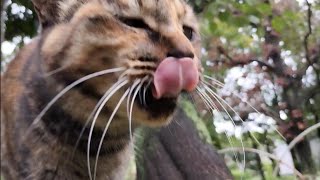 0831☁珍しくカフェオレちゃんの方から“はやく森のベンチへ行こうよ💨”ってうながされました❣☺😼🐾 [upl. by Euginom]