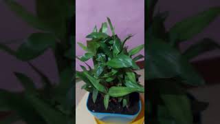 Dracaena sanderianalucky bambooஅதிர்ஸ்ட மூங்கில் செடி [upl. by Arotal]