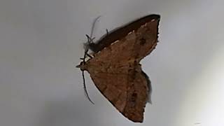 moth recorded at night July 28 2024 [upl. by Aennyl]