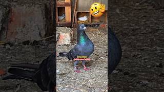 shahjahanpuri kabutar 🔥  pigeon kabootar kabootarbazi shorts [upl. by Tinor]