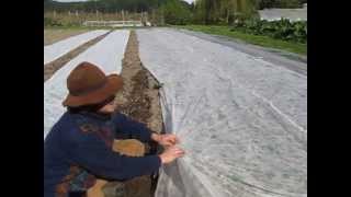 protecting brassicas with FLOATING ROW COVER [upl. by Llertnahs]