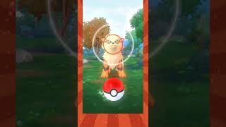 I CAUGHT AN ARCANINE WITH THE CP OF 1558 pokemongo arcanine [upl. by Dailey]