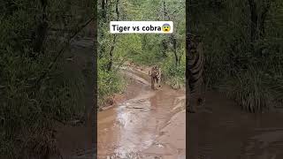 Tiger vs cobra😰 trending youtubeshorts youtube love travel nature viralvideo animals shorts [upl. by Dewain]