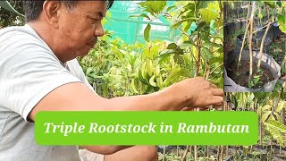 Triple Rootstock in Rambutan [upl. by Atiloj25]