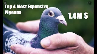 Top 4 Most Expensive Pigeons Of All Time [upl. by Rovner]