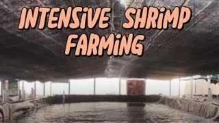 Intensive Shrimp Farming in biofloc system [upl. by Kcaz]