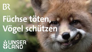 Füchse töten um Vögel zu schützen  Naturschutzprojekt für Wiesenbrüter  Unser Land  BR [upl. by Annyahs102]