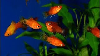 platys breeding  5 amazing facts on breeding platy fish [upl. by Rothberg]