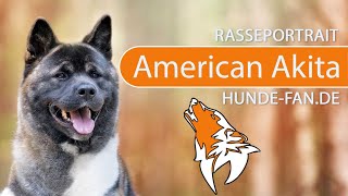 ► American Akita 2018 Rasse Aussehen amp Charakter [upl. by Misak]