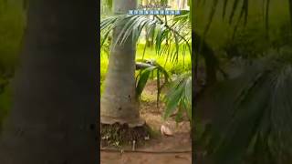 Guru drip irrigation result ♥️🪓shortsvideo shortsfeed shortsviral trending vivasayam [upl. by Isidro]