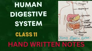 Human Digestive System l NCERT Deleted Chapter l Class 11 l Why Important l Written Notes l Lec2 [upl. by Caundra877]