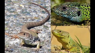 Lagarto Verdinegro Lagarto Bético y Lagarto Ocelado  Hábitats [upl. by Ycart965]