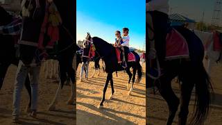 Horse 🐎 Riding  horse horses ghoda horseriding horselover ytvideo shortsfeed dhruhi [upl. by Yard]