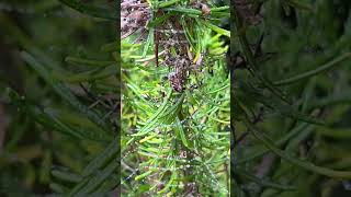 Early Large garden spider on Rosmarinus ‘Green Ginger’ [upl. by Lletram]