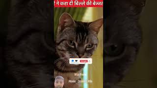 Rat ne Cat ko haraya story shorts shortsviral [upl. by Lettie783]