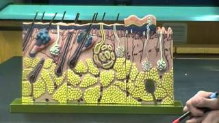 Integumentary System Anatomy and Physiology I Lab [upl. by Marcin]