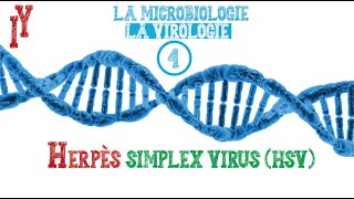 LA MICROBIOLOGIEVIROLOGIE EPISODE 4 HSV1 HSV2 [upl. by Lina]