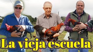 Los mejores criadores de usa elpoderdelpollo2342 [upl. by Acey]