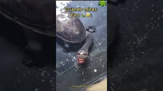 Tortuga Estando de Mal Humor 🐢 Final inesperado 🤣🤣🤣 [upl. by Rheba574]