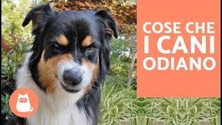 10 cose che i cani odiano delle persone – CURIOSITÀ sui cani [upl. by Tatia]