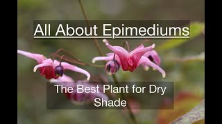 All About Epimediums – The Best Plant for Dry Shade [upl. by Jerry48]