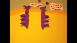 Receptor Tyrosine Kinases [upl. by Lane]