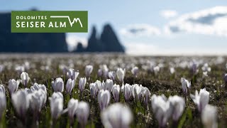 Sping in the Dolomites region Seiser Alm🌼 ☀️ [upl. by Kimble]