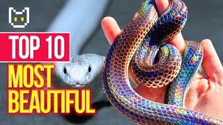 The 10 Most Beautiful Snakes Ever Recorded [upl. by Rancell194]