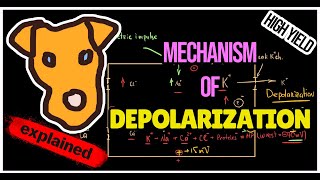 Mechanism of Depolarization Hyperpolarization [upl. by Randall]