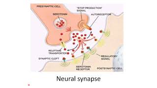 Lecture 4 part 2 Neurons synapses reflexes and impulse with action potential [upl. by Marvel]