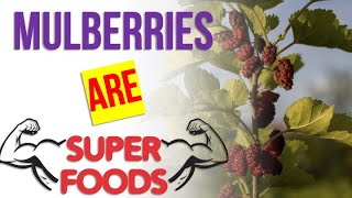 10 Amazing Health Benefits of Mulberries Mulberry Benefits for YOU [upl. by Silvana]