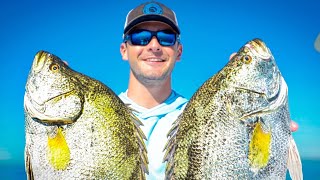 BEST Tasting Fish Catch amp Cook Sight Fishing Tripletail Under Crab Traps [upl. by Rhys459]