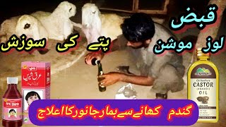 Sheep and Goat Stomach and Constipation Treatment l گندم کھانے کی وجہ سے بیمار جانور کا علاج [upl. by Lasorella]