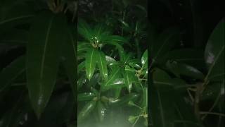 একটাই তো জীবন mizanurrahmanazhari amaderprovuek gojol shortsvideo nature [upl. by Teague]