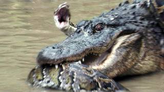 Python vs Alligator 13  Real Fight  Python attacks Alligator [upl. by Lindley]