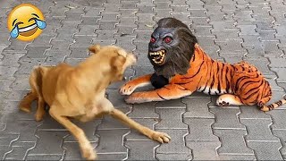 Funny Animal Videos 2024 😅  Funniest Dogs and Cats Videos 😁 Part 2061 [upl. by Eirellav451]