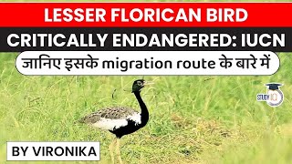 Critically endangered species of bird Lesser Florican facts explained  Rajasthan PSC Gujarat PSC [upl. by Noleta932]