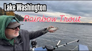 Lake Washington Rainbow Trout  Nov 9 2024 [upl. by Dagley]