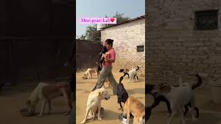 Meri pyari kali❤️dog love doglover shorts reels shortvideo [upl. by Sarid]