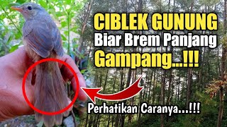 Cara mencetak CIBLEK GUNUNG biar brem panjang jamin 100 berhasil [upl. by Peednus220]