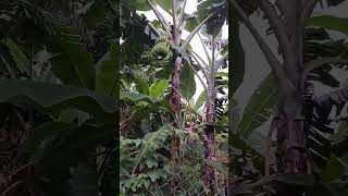 Plantación de plátanos 🍌 en Honduras viralvideo [upl. by Grunberg]