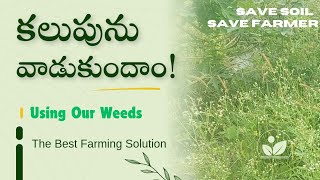 కలుపుని మనకు అనుకూలంగా వాడుకోవడం ఎలా Restoring soil using our weeds బొప్పాయి తోట Papaya farming [upl. by Healy]