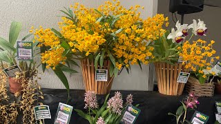 24ª EXPOSIÇÃO DE ORQUÍDEAS DE IPORÁ GOIÁS 🌺MUITAS PLANTAS LINDAS E BARATAS 😍 [upl. by Adal942]